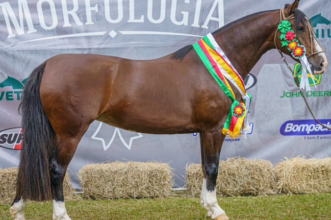 Cavalo Crioulo: Veja os campeões da Passaporte de Ourinhos (SP)