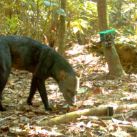 Discreto e arisco, o cachorro-de-orelhas-curtas prefere viver em zonas isoladas  -  (crédito: Reprodução Guido Ayala e María Viscarra/WCS?Bolívia)