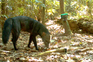 Discreto e arisco, o cachorro-de-orelhas-curtas prefere viver em zonas isoladas - (crédito: Reprodução Guido Ayala e María Viscarra/WCS?Bolívia) Discreto e arisco, o cachorro-de-orelhas-curtas prefere viver em zonas isoladas - (crédito: Reprodução Guido Ayala e María Viscarra/WCS?Bolívia)