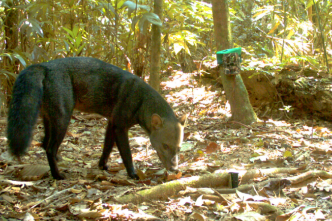 Discreto e arisco, o cachorro-de-orelhas-curtas prefere viver em zonas isoladas - (crédito: Reprodução Guido Ayala e María Viscarra/WCS?Bolívia) Discreto e arisco, o cachorro-de-orelhas-curtas prefere viver em zonas isoladas - (crédito: Reprodução Guido Ayala e María Viscarra/WCS?Bolívia)