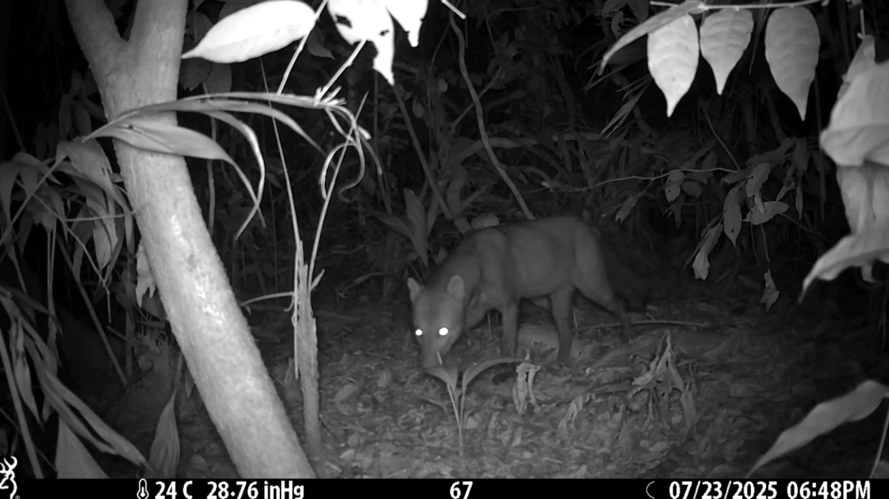 Cachorro "fantasma" na floresta amaz&ocirc;nica