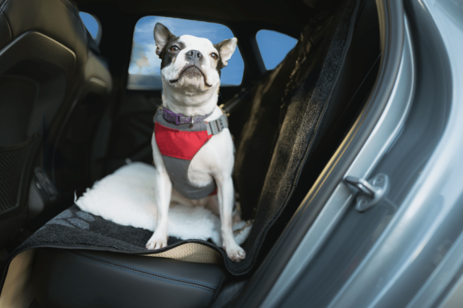 Cuidados simples ajudam a garantir a segurança do animal e do tutor em viagens de carro (Imagem: Christine Bird | Shutterstock) - (crédito: EdiCase) Cuidados simples ajudam a garantir a segurança do animal e do tutor em viagens de carro (Imagem: Christine Bird | Shutterstock) - (crédito: EdiCase)