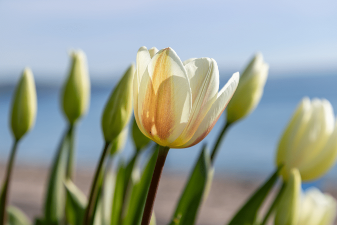 Com os cuidados certos, é possível garantir que as tulipas floresçam mesmo em clima tropical (Imagem: Melanie Hobson | Shutterstock) - (crédito: EdiCase) Com os cuidados certos, é possível garantir que as tulipas floresçam mesmo em clima tropical (Imagem: Melanie Hobson | Shutterstock) - (crédito: EdiCase)