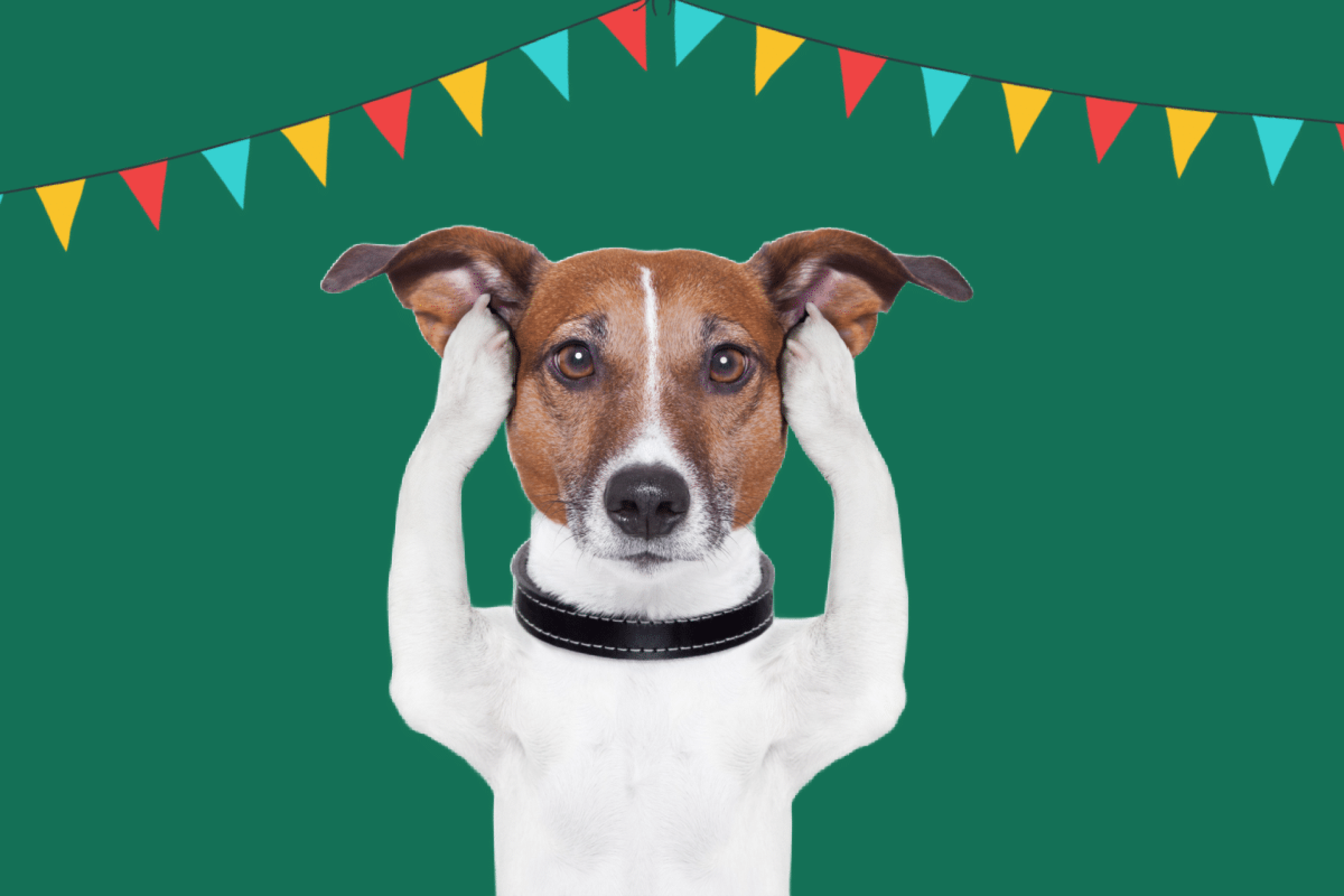 5 cuidados com os animais durante a Copa do Mundo e as festas juninas