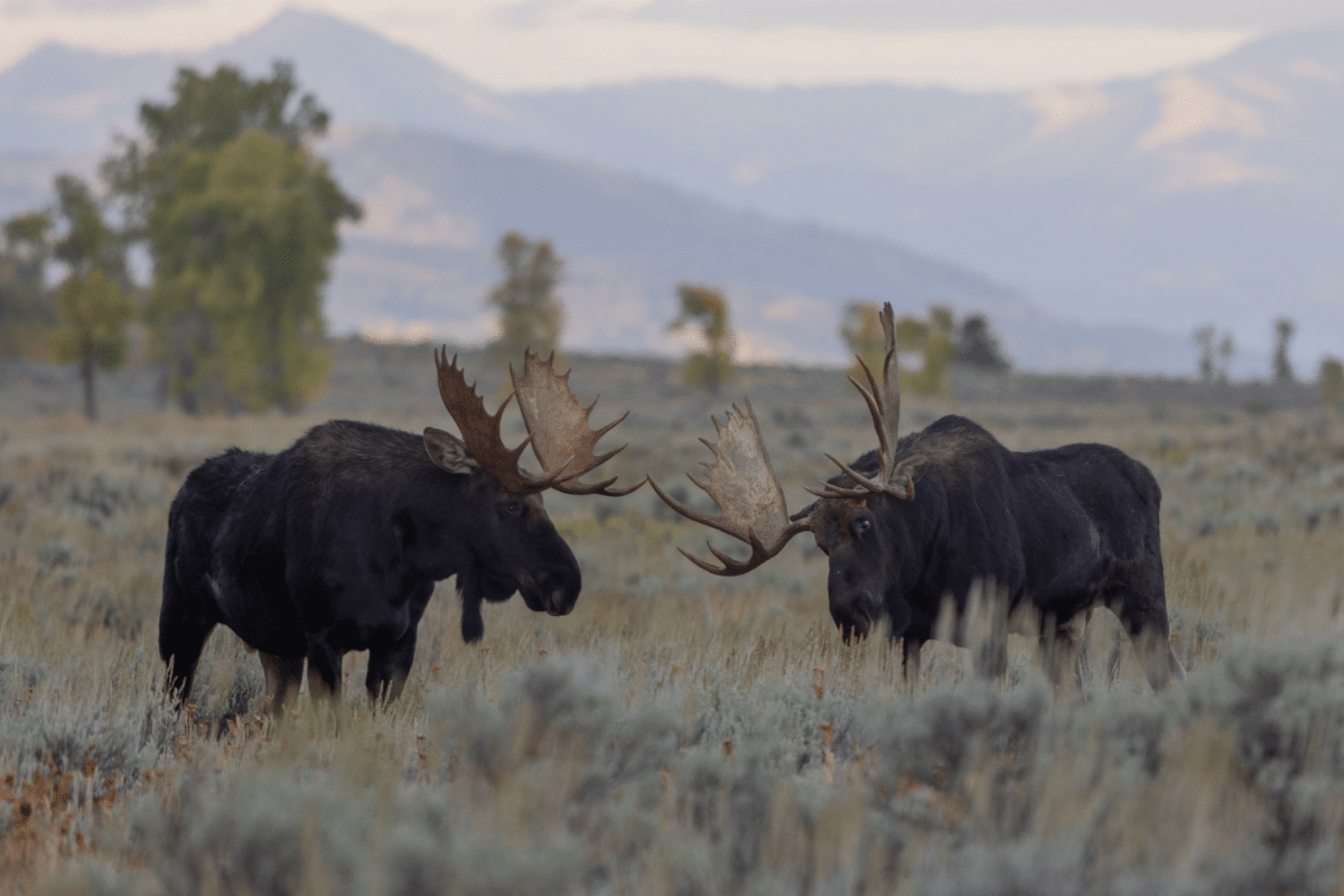 Alces: 8 curiosidades sobre os gigantes das florestas 