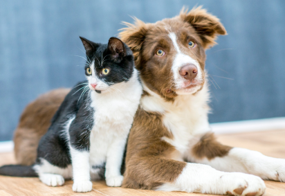 Para o juiz, a analogia com pensão alimentícia é inaplicável para pets -  (crédito: Canva) -Para o juiz, a analogia com pensão alimentícia é inaplicável para pets -  (crédito: Canva)