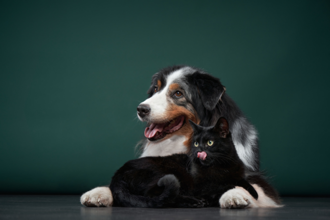 Alguns mitos, apesar de parecerem inofensivos, podem colocar a saúde dos animais em risco (Imagem: Anna Averianova | Shutterstock) - (crédito: EdiCase) Alguns mitos, apesar de parecerem inofensivos, podem colocar a saúde dos animais em risco (Imagem: Anna Averianova | Shutterstock) - (crédito: EdiCase)