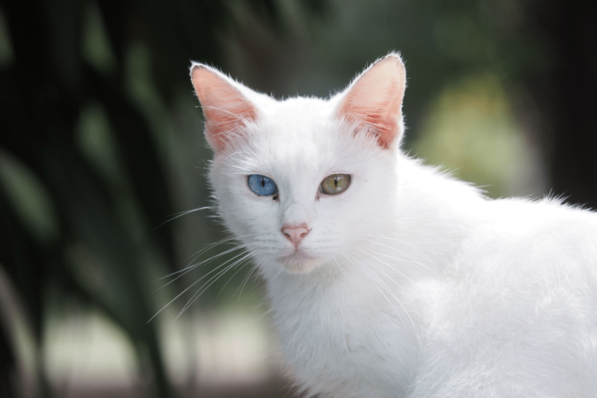 A Tailândia deu origem a algumas das raças felinas mais famosas do planeta (Imagem: Arucha Srimuang | Shutterstock) - (crédito: EdiCase) A Tailândia deu origem a algumas das raças felinas mais famosas do planeta (Imagem: Arucha Srimuang | Shutterstock) - (crédito: EdiCase)