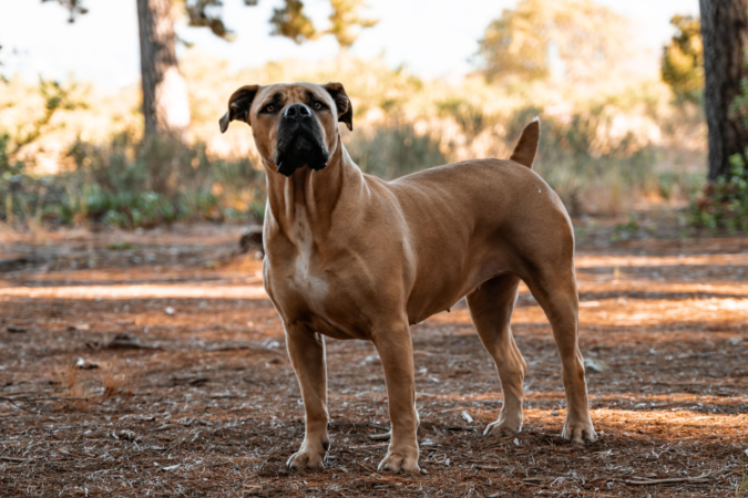 O boerboel é um cão utilizado para guarda, condução de rebanhos e, geralmente, cria um forte vínculo com a família (Imagem: Wirestock Creators | Shutterstock) - (crédito: EdiCase) O boerboel é um cão utilizado para guarda, condução de rebanhos e, geralmente, cria um forte vínculo com a família (Imagem: Wirestock Creators | Shutterstock) - (crédito: EdiCase)