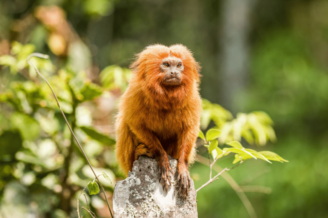 O mico-leão-dourado é símbolo da luta pela preservação da Mata Atlântica e da biodiversidade brasileira (Imagem: Marcelorpc | Shutterstock)
- (crédito: EdiCase) O mico-leão-dourado é símbolo da luta pela preservação da Mata Atlântica e da biodiversidade brasileira (Imagem: Marcelorpc | Shutterstock)
- (crédito: EdiCase)