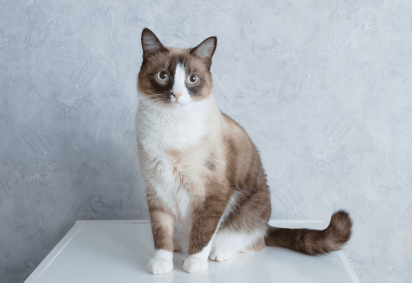 Com olhos azuis, esses gatos encantam pela aparência marcante e conquistam admiradores em diferentes partes do mundo (Imagem: Yuliya Alekseeva | Shutterstock) -  (crédito: EdiCase) -Com olhos azuis, esses gatos encantam pela aparência marcante e conquistam admiradores em diferentes partes do mundo (Imagem: Yuliya Alekseeva | Shutterstock) -  (crédito: EdiCase)