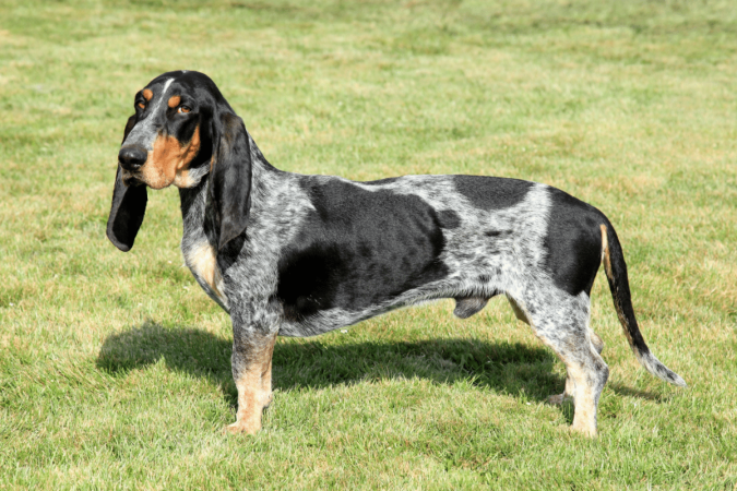 O basset azul da Gasconha se destaca pelo corpo alongado e temperamento ativo e carinhoso (Imagem: Radomir Rezny | Shutterstock) - (crédito: EdiCase) O basset azul da Gasconha se destaca pelo corpo alongado e temperamento ativo e carinhoso (Imagem: Radomir Rezny | Shutterstock) - (crédito: EdiCase)