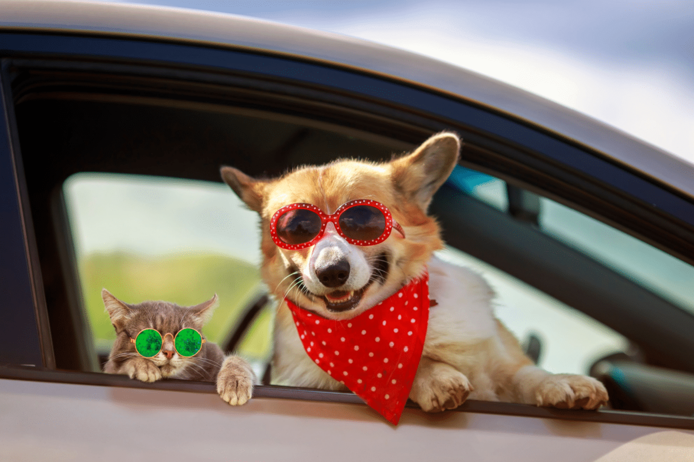 Mês das férias: 10 dicas para garantir o bem-estar dos animais 