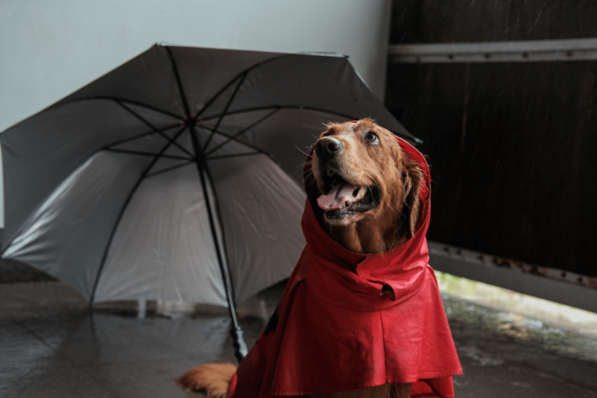 The Umbrella Academy conquistou muito fãs nos últimos anos e inspira nomes criativos para cachorros (Imagem: moonmovie | Shutterstock) - (crédito: EdiCase) The Umbrella Academy conquistou muito fãs nos últimos anos e inspira nomes criativos para cachorros (Imagem: moonmovie | Shutterstock) - (crédito: EdiCase)