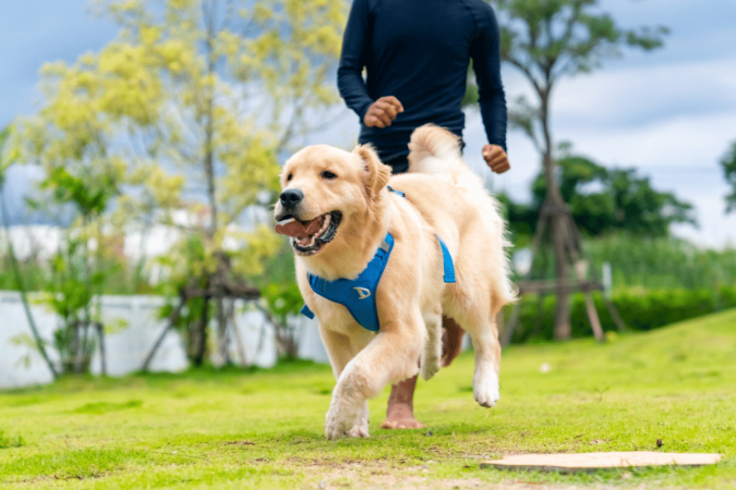 Observar o comportamento, a aparência física e os hábitos do cachorro no dia a dia é uma das formas mais simples de identificar se o pet está saudável (Imagem: CandyRetriever | Shutterstock) - (crédito: EdiCase) Observar o comportamento, a aparência física e os hábitos do cachorro no dia a dia é uma das formas mais simples de identificar se o pet está saudável (Imagem: CandyRetriever | Shutterstock) - (crédito: EdiCase)
