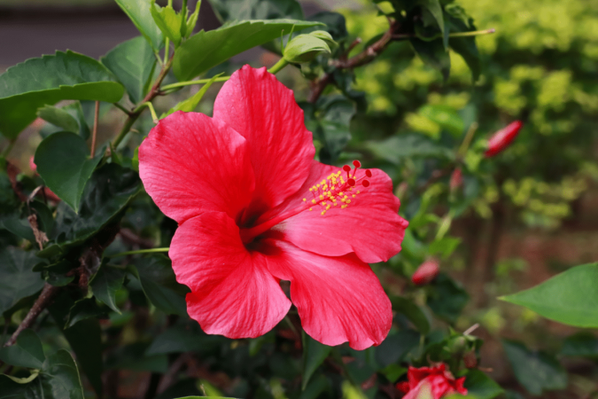 O ritual com hibisco e rosa vermelha cria um espaço para se reconectar com seus sentimentos (Imagem: HS_Gallery | Shutterstock)
- (crédito: EdiCase) O ritual com hibisco e rosa vermelha cria um espaço para se reconectar com seus sentimentos (Imagem: HS_Gallery | Shutterstock)
- (crédito: EdiCase)