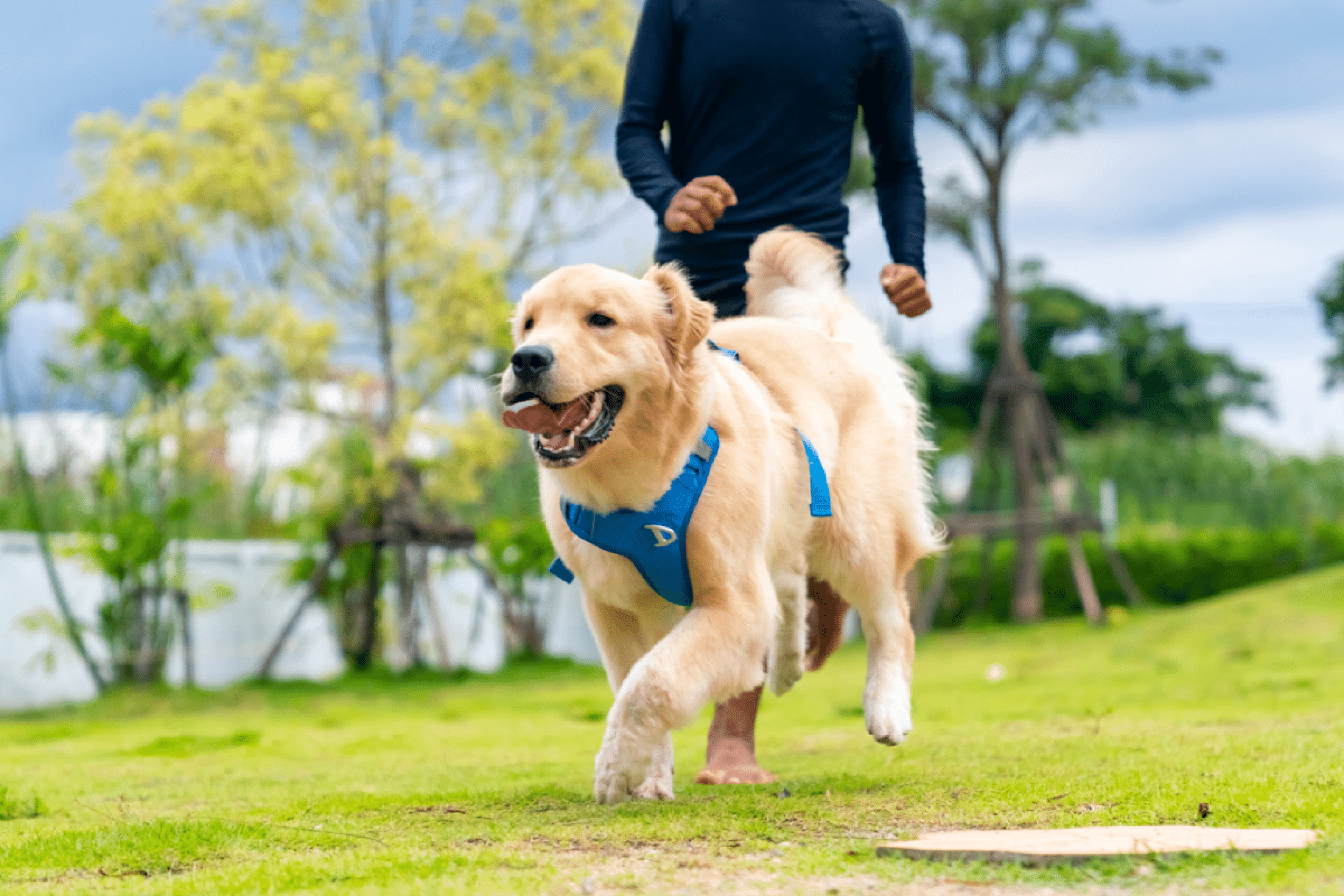 8 dicas para saber se o seu cachorro está saudável 