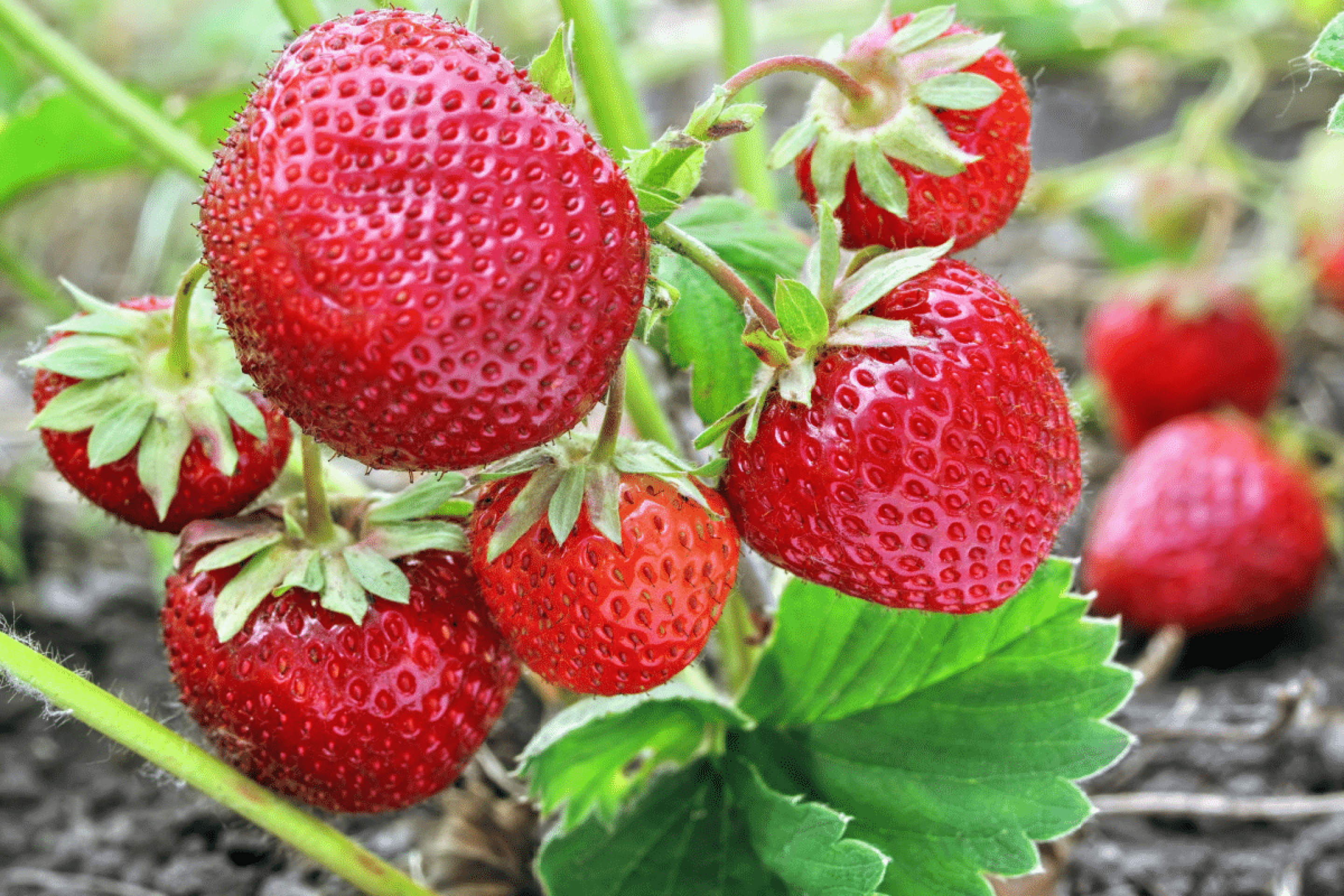 Morango faz bem à saúde? Veja 7 benefícios e maneiras criativas de consumir a fruta