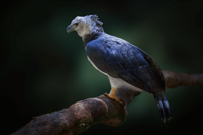 O gavião-real desperta admiração por onde passa e é uma das aves de rapina mais impressionantes do mundo (Imagem: Diego Grandi | Shutterstock)
- (crédito: EdiCase) O gavião-real desperta admiração por onde passa e é uma das aves de rapina mais impressionantes do mundo (Imagem: Diego Grandi | Shutterstock)
- (crédito: EdiCase)