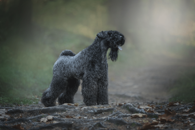 O kerry blue terrier ganhou projeção no século 20 e se tornou conhecido em diferentes partes do mundo (Imagem: Osetrik | Shutterstock)
- (crédito: EdiCase) O kerry blue terrier ganhou projeção no século 20 e se tornou conhecido em diferentes partes do mundo (Imagem: Osetrik | Shutterstock)
- (crédito: EdiCase)