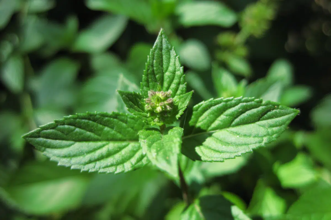 O levanta é amplamente cultivado por seu aroma característico, sabor refrescante e propriedades medicinais (Imagem: Karl R | Shutterstock)
- (crédito: EdiCase) O levanta é amplamente cultivado por seu aroma característico, sabor refrescante e propriedades medicinais (Imagem: Karl R | Shutterstock)
- (crédito: EdiCase)