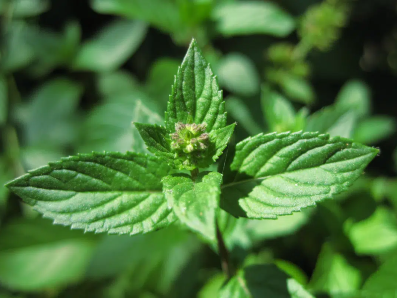 O levanta é amplamente cultivado por seu aroma característico, sabor refrescante e propriedades medicinais (Imagem: Karl R | Shutterstock)
 -  (crédito: EdiCase)