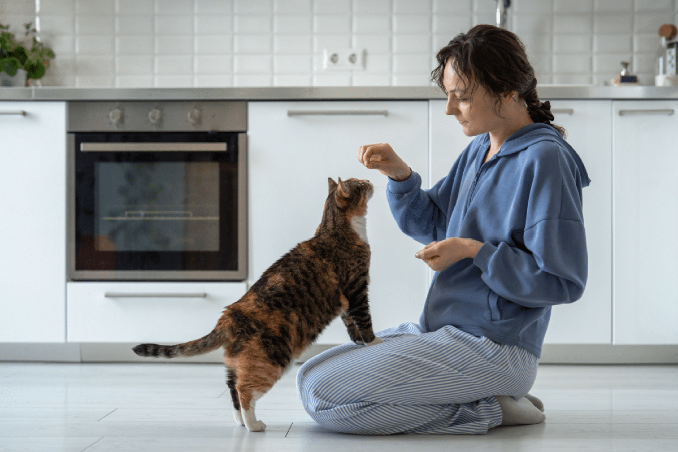 8 dicas para saber se o seu gato está saudável 
