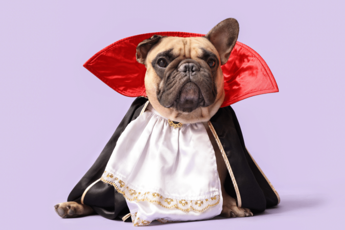 A série Diários de um Vampiro é uma ótima fonte de inspiração para nomes de cachorros (Imagem: Pixel-Shot | Shutterstock) - (crédito: EdiCase) A série Diários de um Vampiro é uma ótima fonte de inspiração para nomes de cachorros (Imagem: Pixel-Shot | Shutterstock) - (crédito: EdiCase)