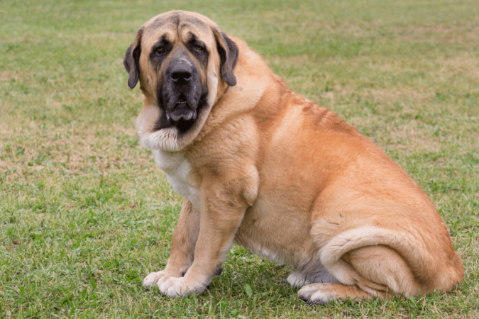 O mastim espanhol tem vocação para cão de guarda e dedicado à família (Imagem: Tikhomirov Sergey | Shutterstock) - (crédito: EdiCase) O mastim espanhol tem vocação para cão de guarda e dedicado à família (Imagem: Tikhomirov Sergey | Shutterstock) - (crédito: EdiCase)