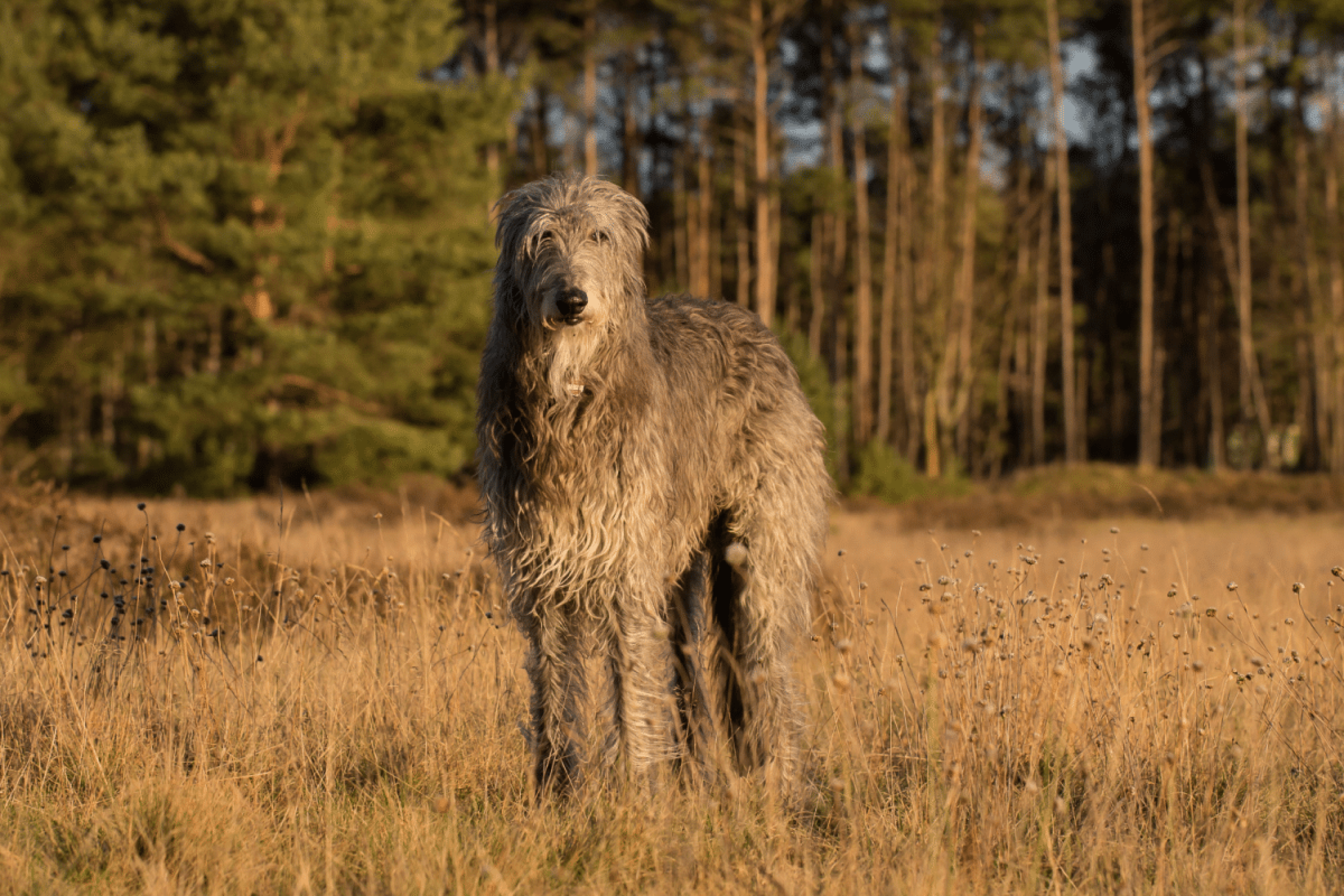 Deerhound: conheça as características do cachorro dessa raça 