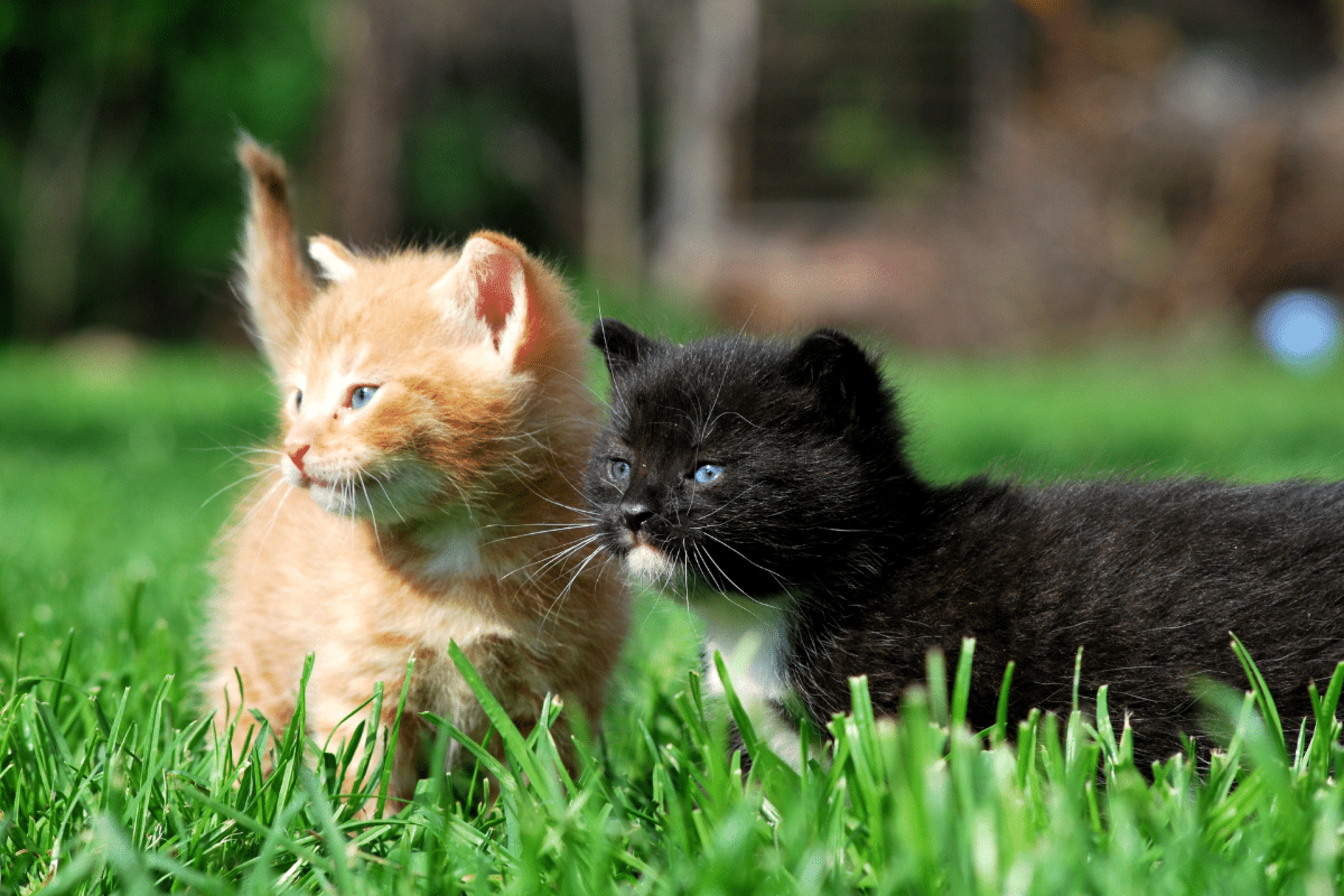 Nomes combinando: 10 opções interessantes para dois gatos