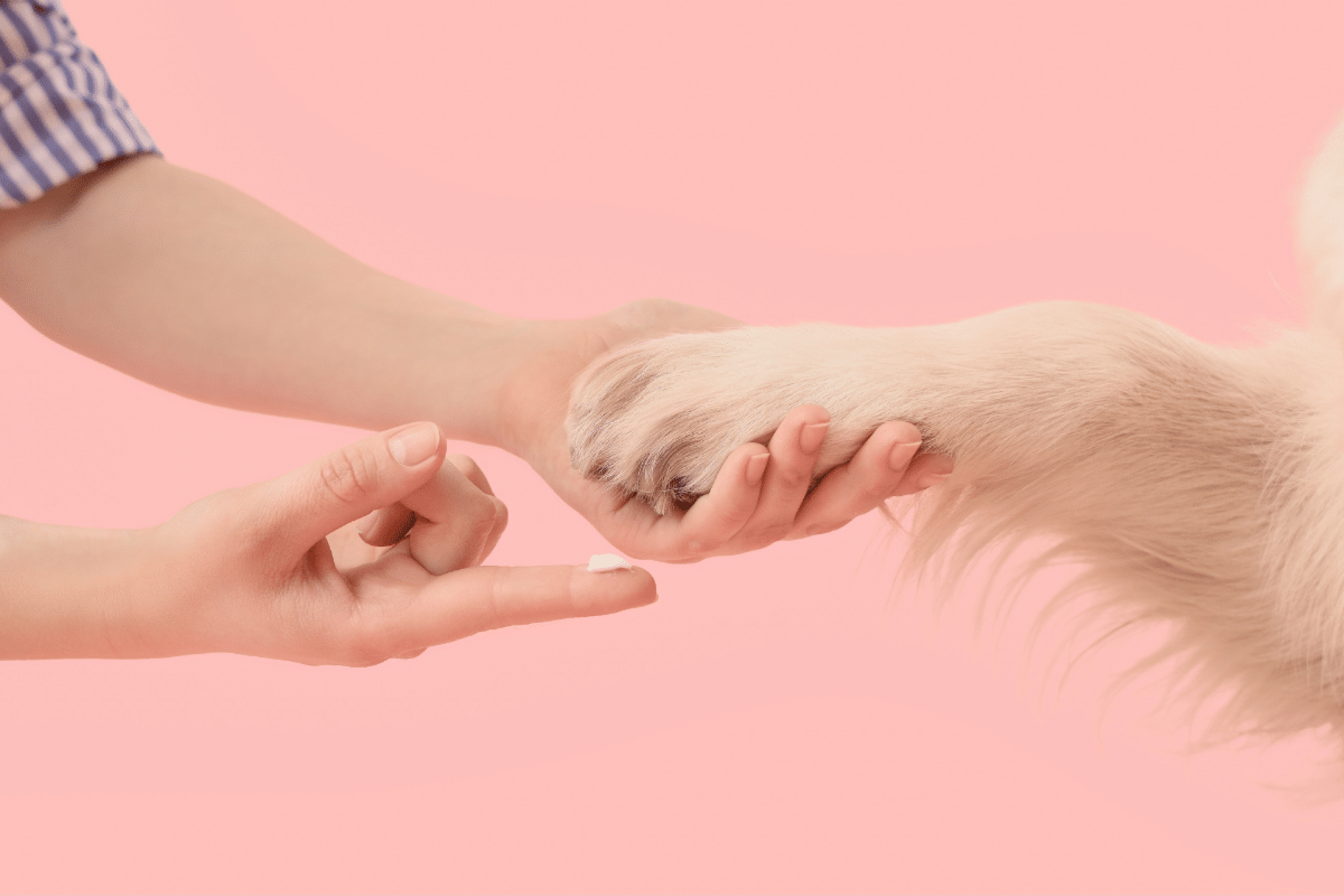 Almofadinhas ressecadas: veja como evitar e tratar esse problema nas patas dos pets