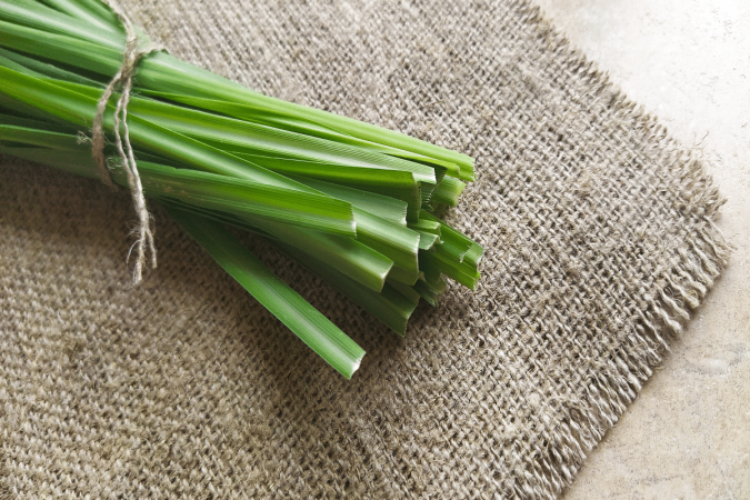 O capim-santo é uma planta com propriedades benéficas para a saúde (Imagem: Sunbunny Studio | Shutterstock) - (crédito: EdiCase) O capim-santo é uma planta com propriedades benéficas para a saúde (Imagem: Sunbunny Studio | Shutterstock) - (crédito: EdiCase)