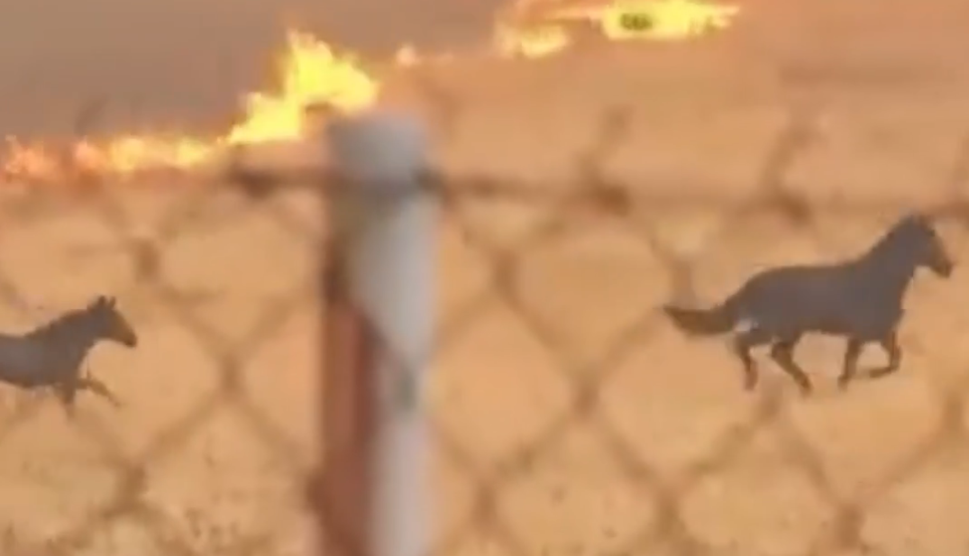 Vídeo flagra manada de cavalos fugindo de incêndio na Grécia