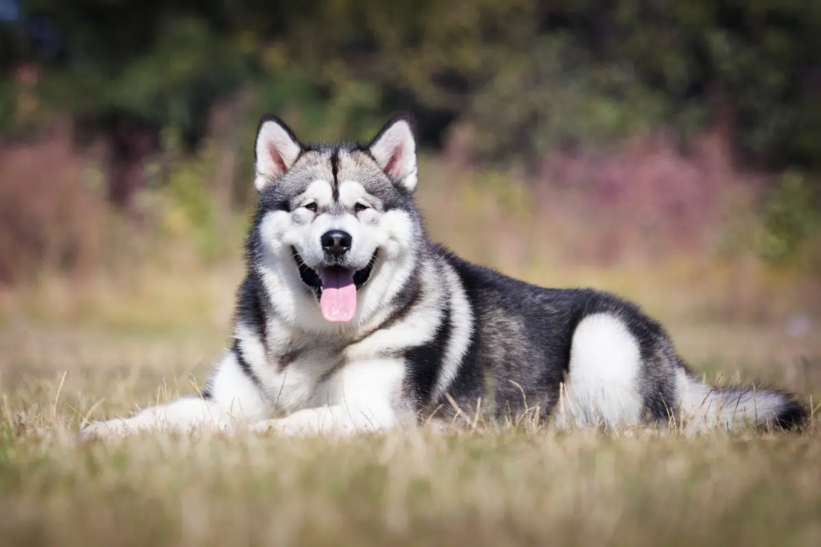 Cachorros estadunidenses: 5 raças originárias dos Estados Unidos 
