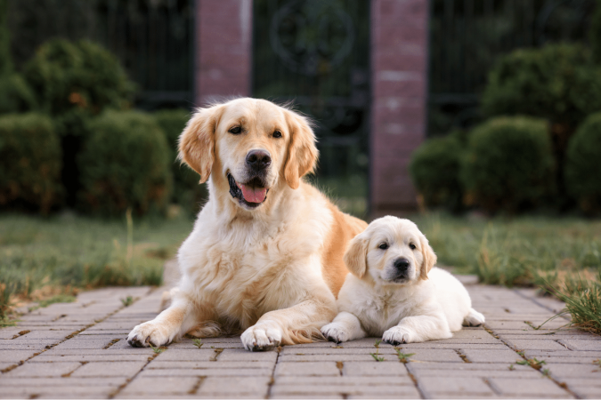 A adaptação entre um filhote e um cachorro mais velho exige alguns cuidados (Imagem: Nikaletto | Shutterstock) - (crédito: EdiCase) A adaptação entre um filhote e um cachorro mais velho exige alguns cuidados (Imagem: Nikaletto | Shutterstock) - (crédito: EdiCase)