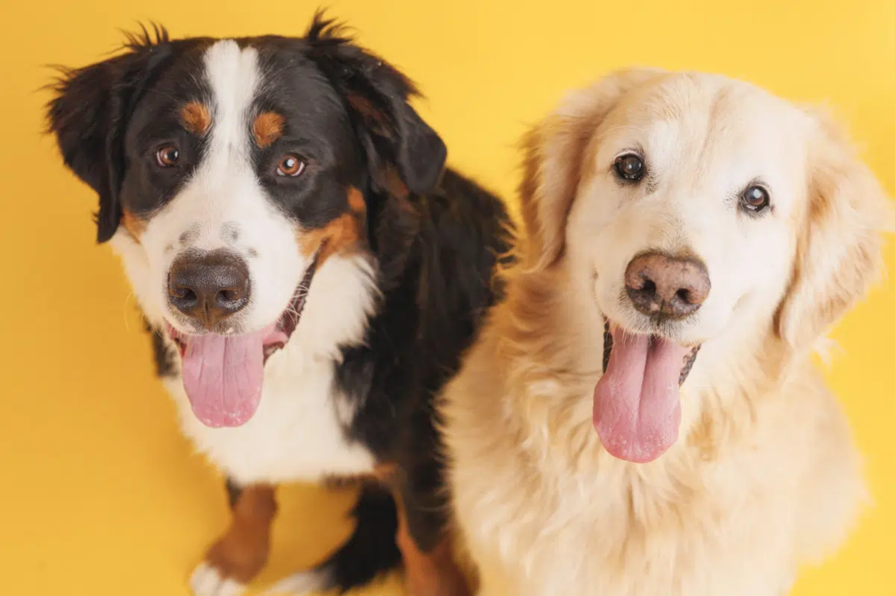 Nomes combinando: 10 opções perfeitas para dois cachorros 