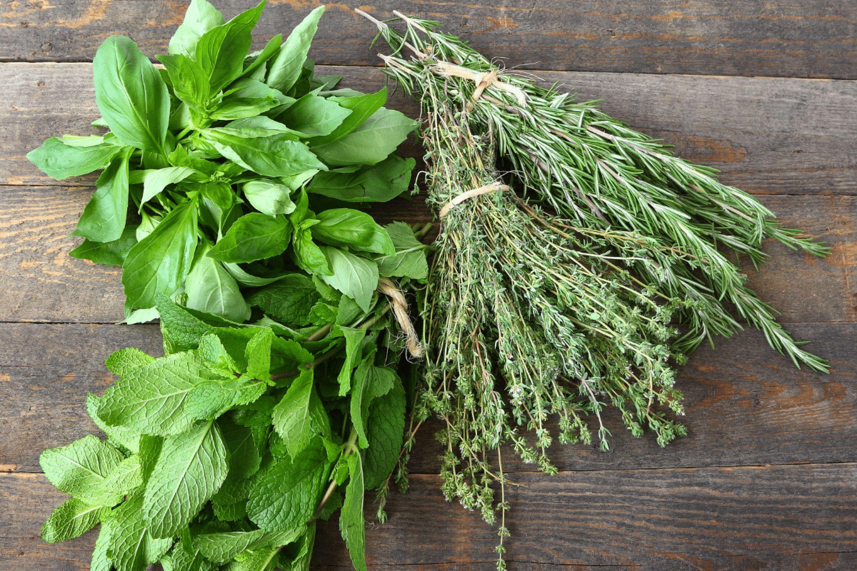 5 plantas aromáticas para cultivar em casa e aproveitar os seus benefícios para a saúde