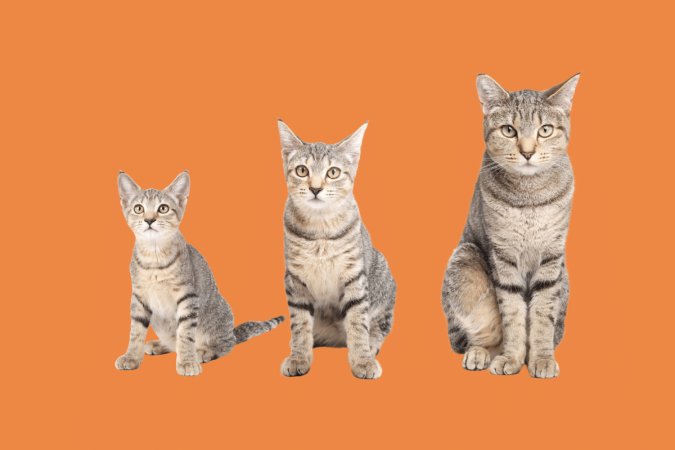 Saber em que fase da vida o animal está é o que orienta os cuidados com a saúde (Imagem: sophiecat | Shutterstock)
- (crédito: EdiCase) Saber em que fase da vida o animal está é o que orienta os cuidados com a saúde (Imagem: sophiecat | Shutterstock)
- (crédito: EdiCase)
