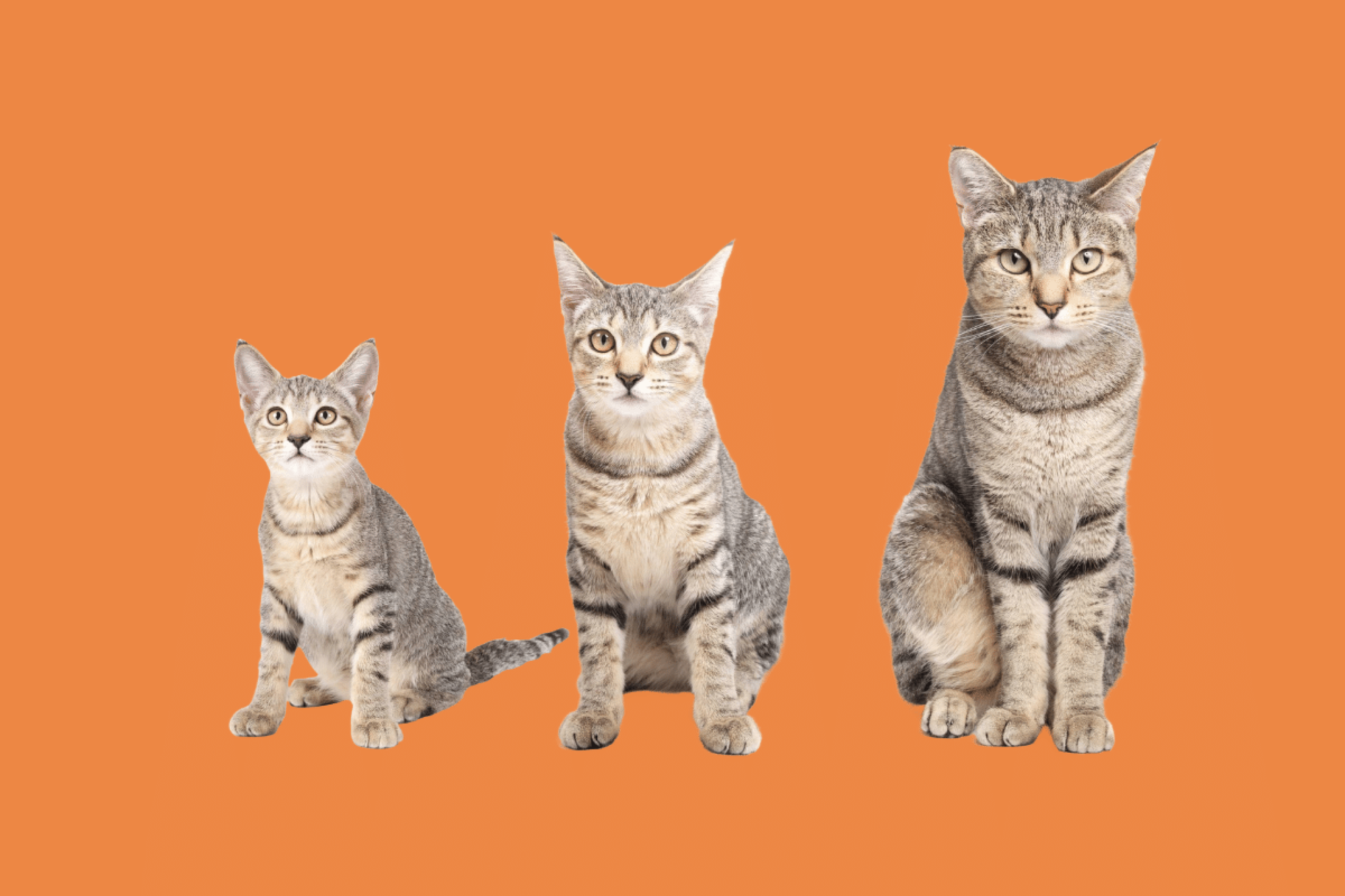 Idade do gato: saiba em qual fase da vida está o seu pet