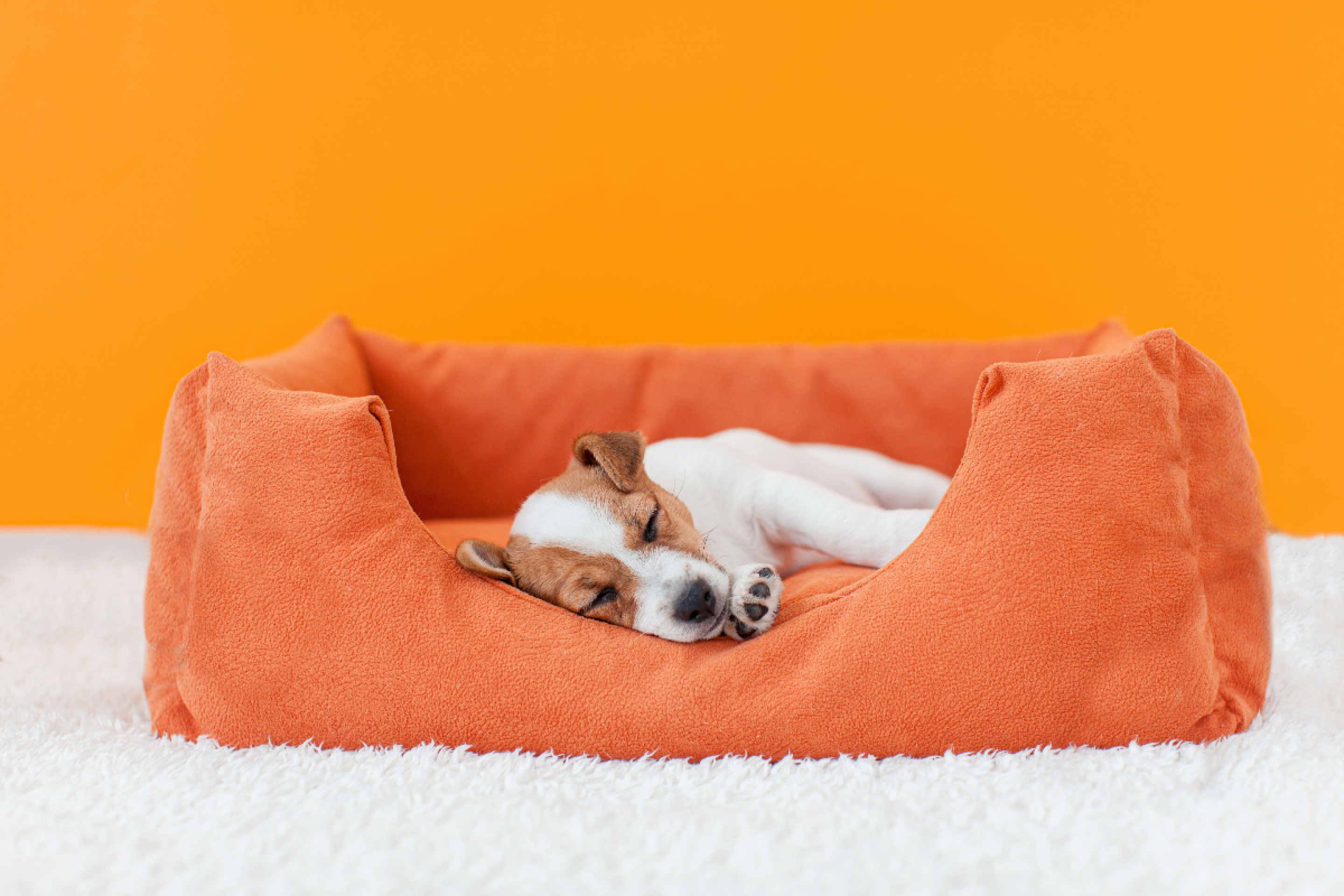 6 dicas para acostumar o filhote a dormir na caminha dele