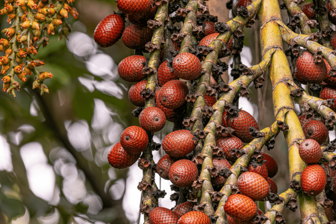 Além do sabor, o buriti chama a atenção pela composição nutricional (Imagem: Vinicius R. Souza | Shutterstock) - (crédito: EdiCase) Além do sabor, o buriti chama a atenção pela composição nutricional (Imagem: Vinicius R. Souza | Shutterstock) - (crédito: EdiCase)