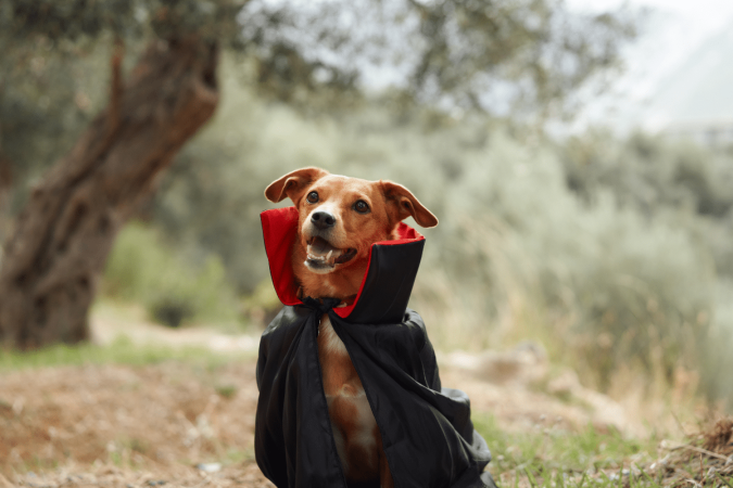 Muitas características dos personagens da Saga Crepúsculo combinam com cães de diferentes portes, temperamentos e estilos (Imagem: Anna Averianova | Shutterstock) - (crédito: EdiCase) Muitas características dos personagens da Saga Crepúsculo combinam com cães de diferentes portes, temperamentos e estilos (Imagem: Anna Averianova | Shutterstock) - (crédito: EdiCase)