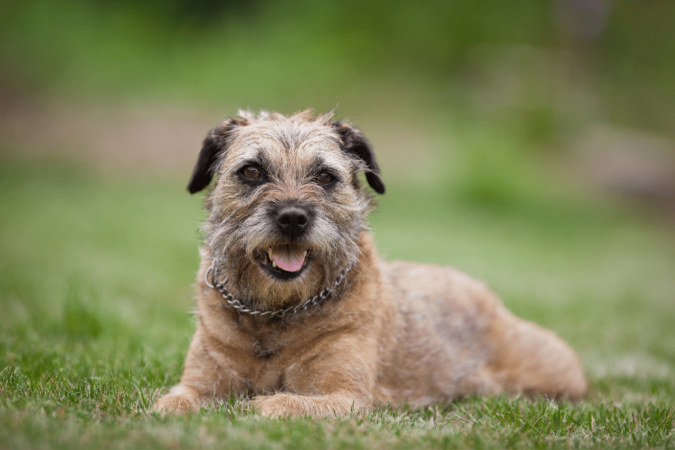 Mesmo mantendo suas características de cão de campo, o border terrier conquistou espaço dentro dos lares (Imagem: l i g h t p o e t | Shutterstock) - (crédito: EdiCase) Mesmo mantendo suas características de cão de campo, o border terrier conquistou espaço dentro dos lares (Imagem: l i g h t p o e t | Shutterstock) - (crédito: EdiCase)
