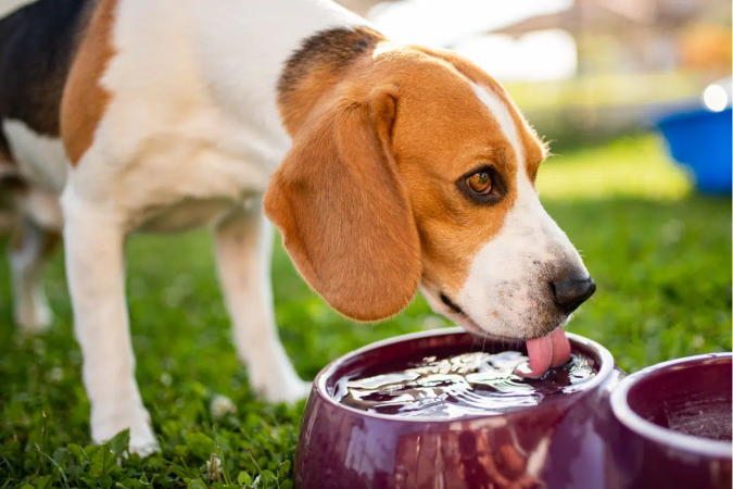 Cães e gatos também podem sofrer com a baixa umidade do ar (Imagem: Przemek Iciak | Shutterstock) - (crédito: EdiCase) Cães e gatos também podem sofrer com a baixa umidade do ar (Imagem: Przemek Iciak | Shutterstock) - (crédito: EdiCase)