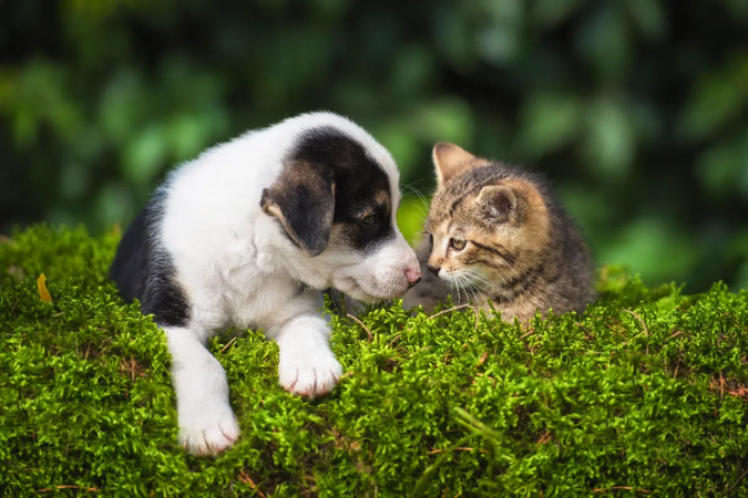 Nomes combinando podem ser ideais para uma dupla de cachorro e gato (Imagem: Rita_Kochmarjova | Shutterstock) - (crédito: EdiCase) Nomes combinando podem ser ideais para uma dupla de cachorro e gato (Imagem: Rita_Kochmarjova | Shutterstock) - (crédito: EdiCase)
