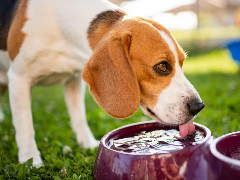 Cães e gatos também podem sofrer com a baixa umidade do ar (Imagem: Przemek Iciak | Shutterstock) -  (crédito: EdiCase)