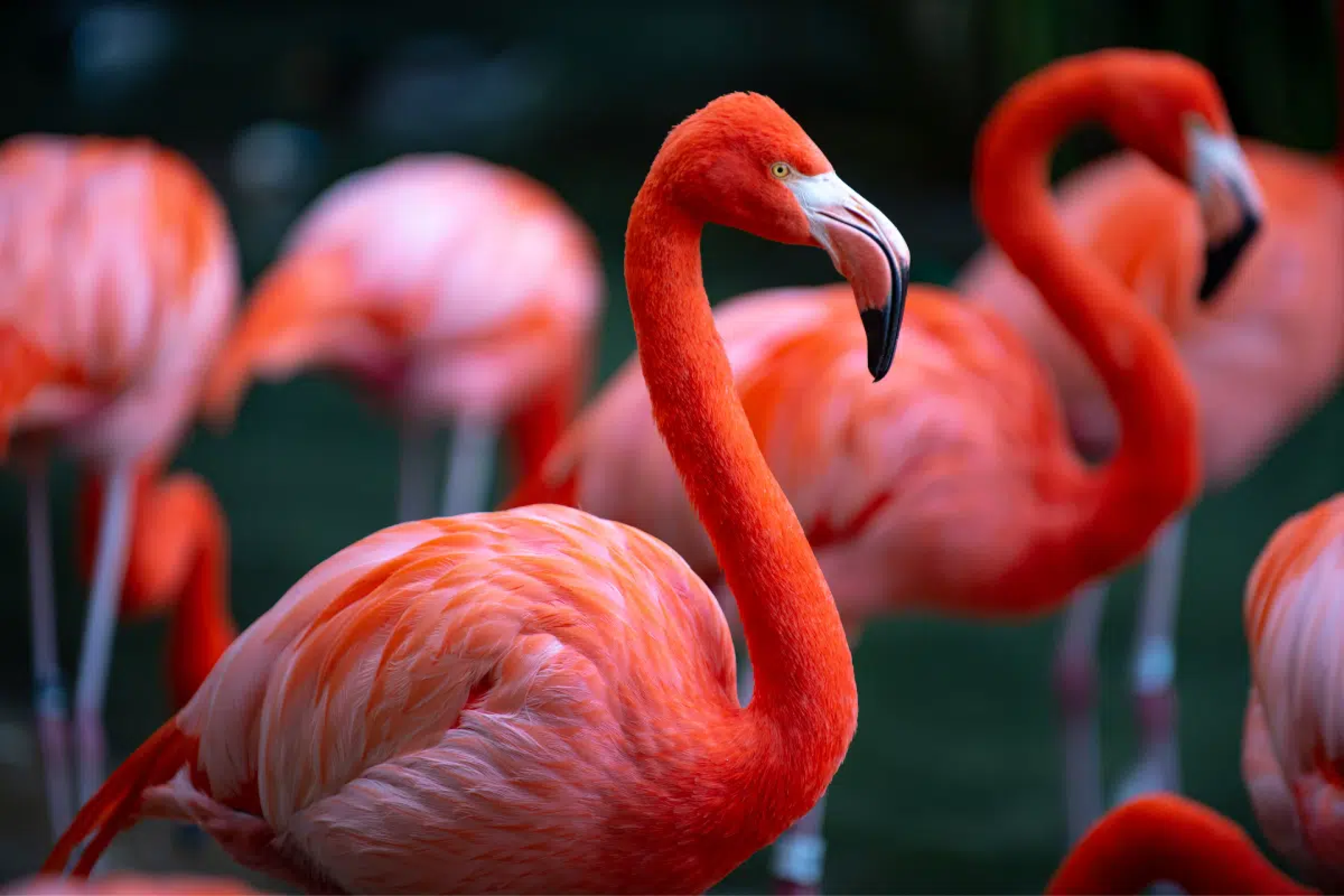 Flamingos nascem rosa? Descubra 7 fatos curiosos sobre essas aves 