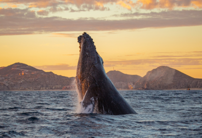 Aventura, Pacífico e tempo em família: uma nova forma de descobrir Los Cabos -  (crédito: Uai Turismo) -Aventura, Pacífico e tempo em família: uma nova forma de descobrir Los Cabos -  (crédito: Uai Turismo)