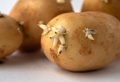 Antes de aproveitar uma batata germinada, é importante observar sua aparência, firmeza e possíveis sinais de deterioração (Imagem: Seersa Abaza | Shutterstock) -  (crédito: EdiCase) -Antes de aproveitar uma batata germinada, é importante observar sua aparência, firmeza e possíveis sinais de deterioração (Imagem: Seersa Abaza | Shutterstock) -  (crédito: EdiCase)